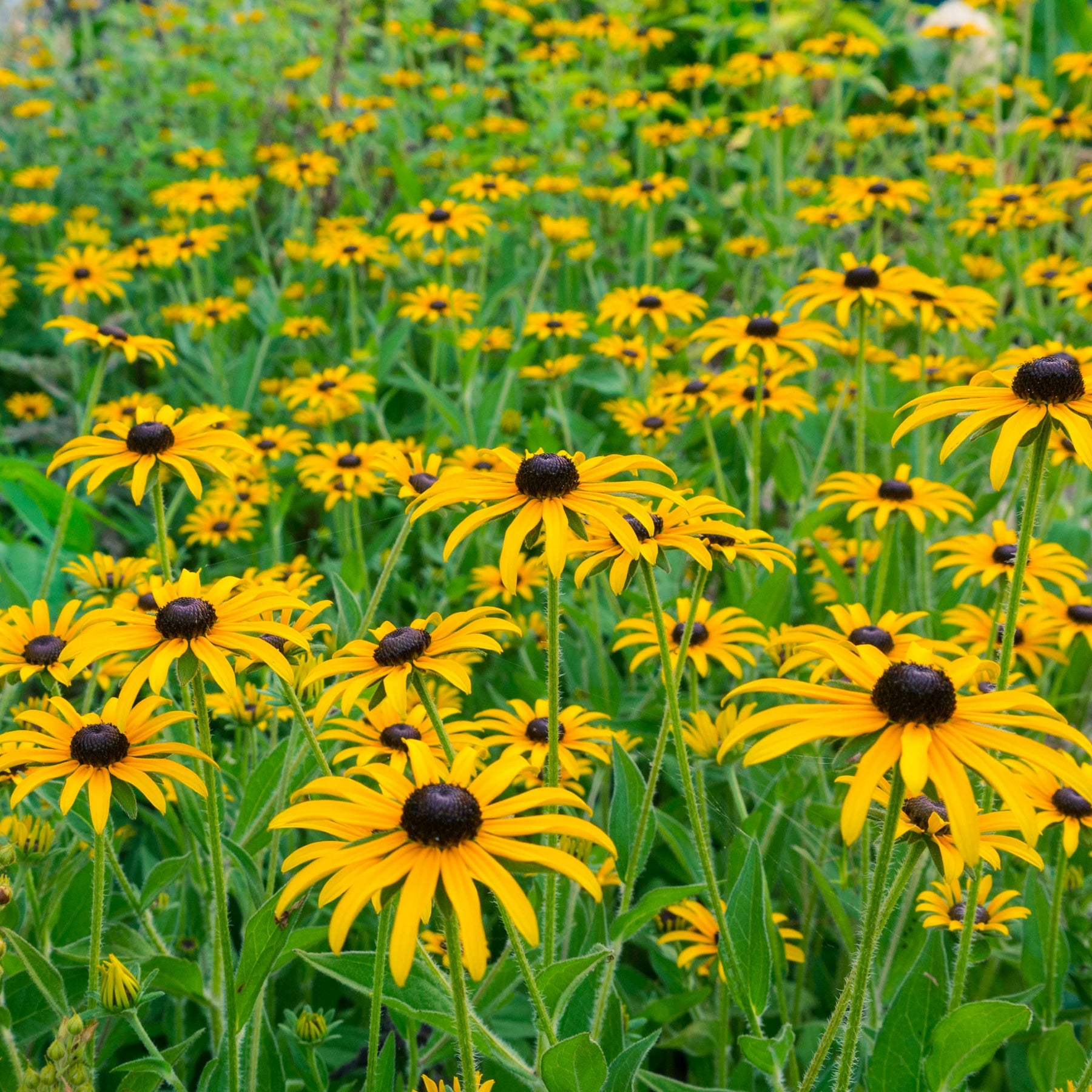 Collection de 15 plantes vivaces  - 2 m² - Helenium, Monarda,  Phlox paniculata, Rudbeckia Goldstrum, Gypsophila paniculata, Liatris spicata, Solidago, Astilbe - Plantes vivaces