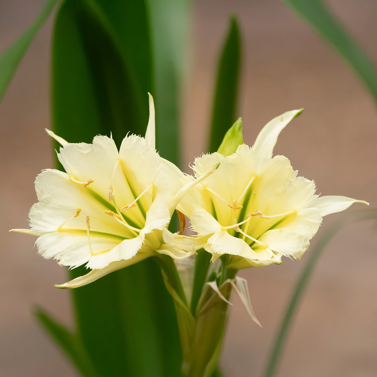 2 Ismènes Reine d'or - Hymenocallis festalis sulphur queen - Willemse