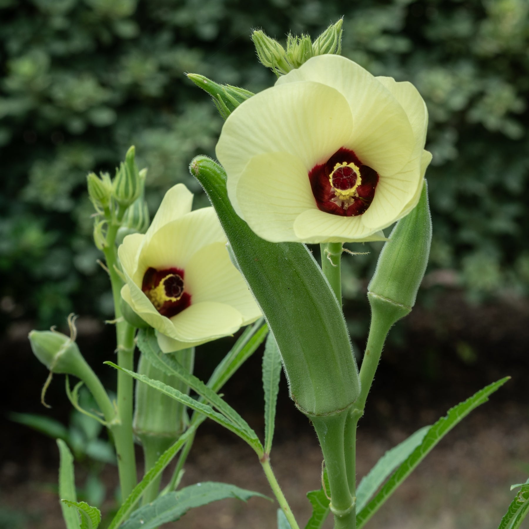 Abelmoschus esculentus - Gombo / Bamia - Légumes rares