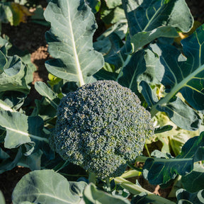 Brocoli 'Calabrese Natalino' - Willemse