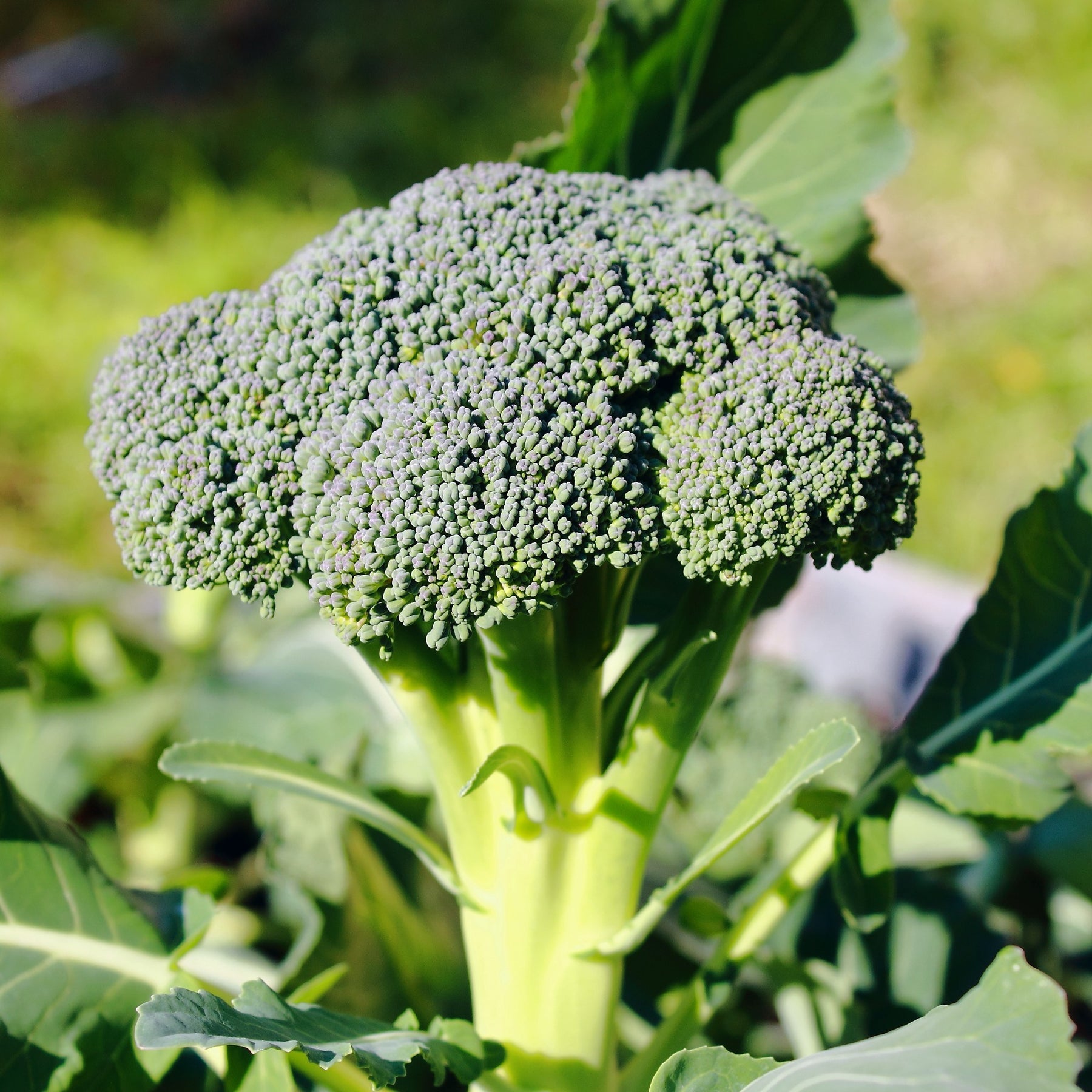 Brocoli 'Calabrese Natalino' - Brassica oleracea Calabrese Natalino - Willemse