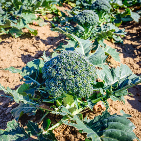 Brassica oleracea Calabrese Natalino - Brocoli 'Calabrese Natalino' - Choux