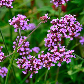 Verveine de Buenos Aires - Willemse