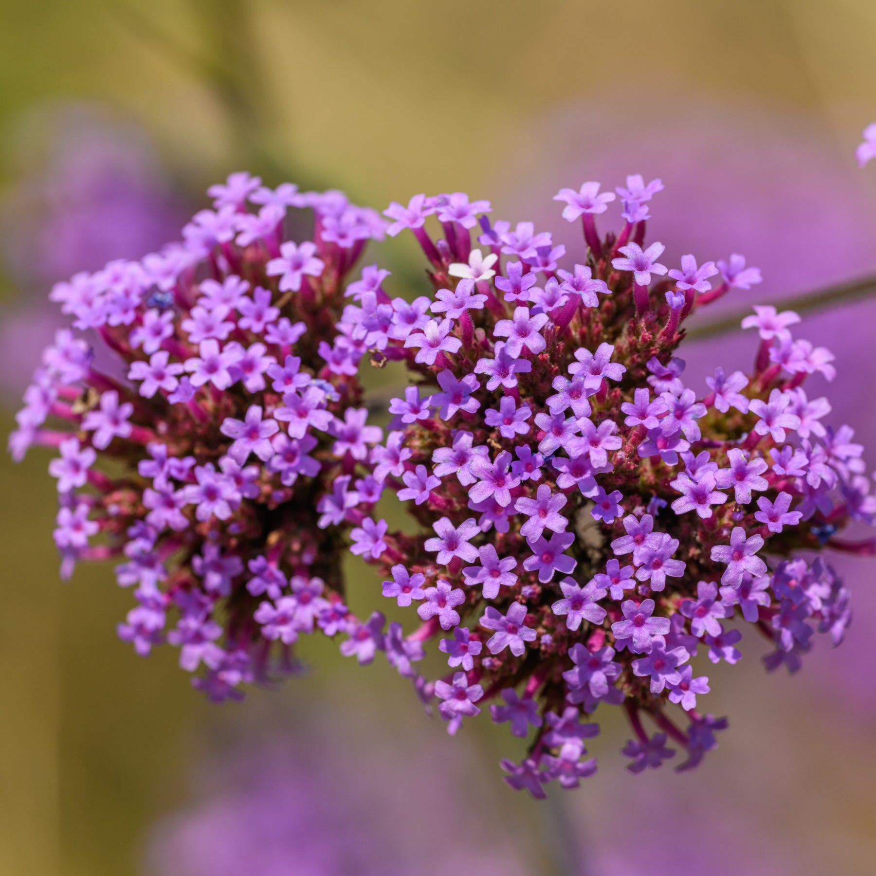 Verveine de Buenos Aires - Verbena bonariensis - Willemse