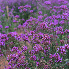 Verbena bonariensis - Verveine de Buenos Aires - Graines de fleurs