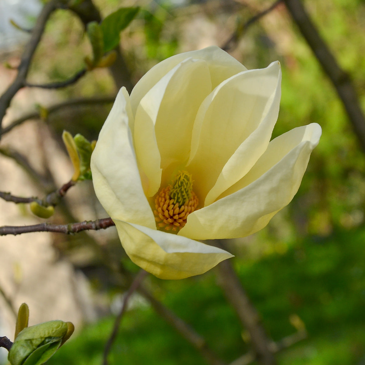 Magnolia Yellow Lantern - Willemse