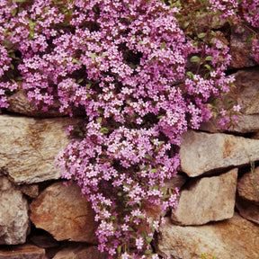 Collection de 13 plantes vivaces rampantes et tapissantes - Saponaria ocymoïdes, Cerastium tomentosum, Campanula poscharskyana - Willemse