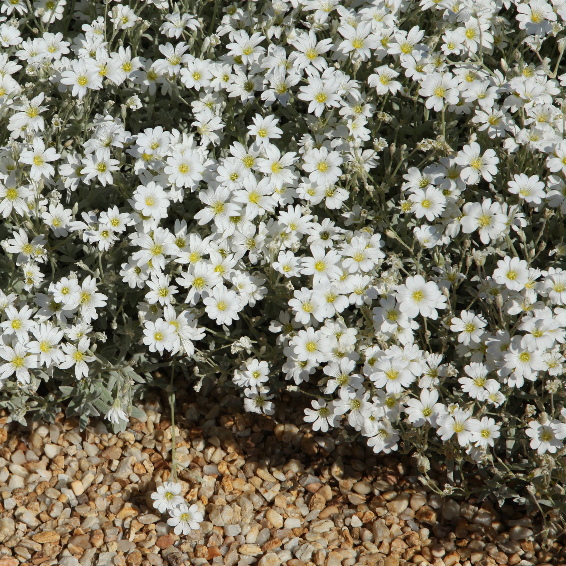 Saponaria ocymoïdes, Cerastium tomentosum, Campanula poscharskyana - Collection de 13 plantes vivaces rampantes et tapissantes - Saponaire - Saponaria