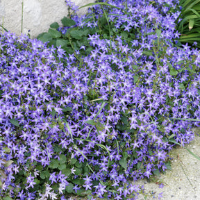 Saponaire - Saponaria - Collection de 13 plantes vivaces rampantes et tapissantes - Saponaria ocymoïdes, Cerastium tomentosum, Campanula poscharskyana