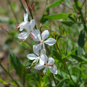 Collection de 9 plantes vivaces à fleurs blanches bordures et massifs - Agapanthus, cerastium tomentosum, gaura lindheimeri, geranium pratens