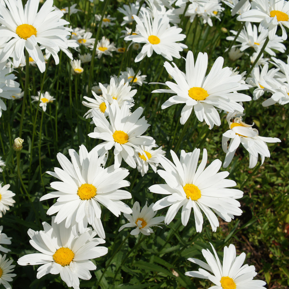 Marguerite d'été - Willemse