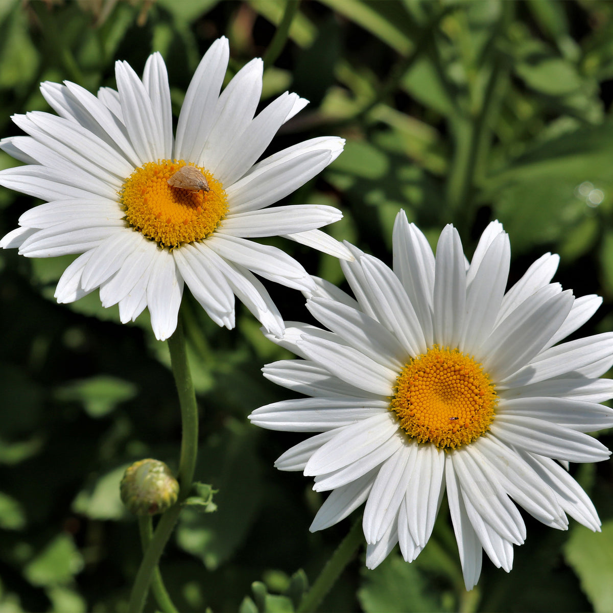 Marguerite d'été Silberprinzeschen - Willemse