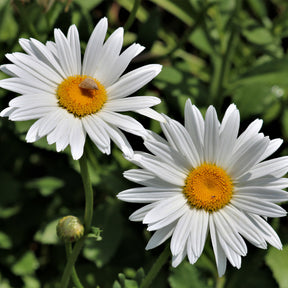 Marguerite d'été