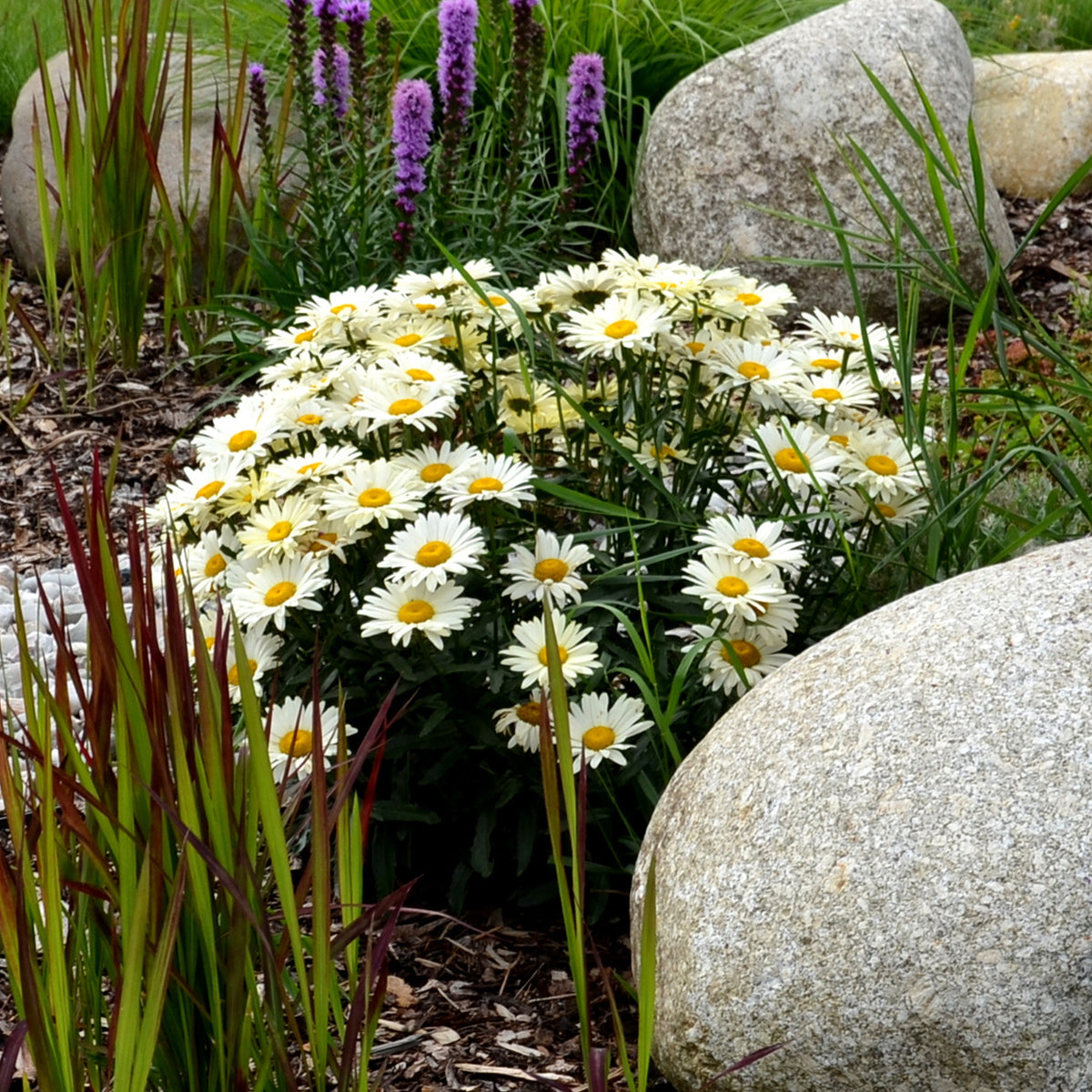 Marguerite d'été - Leucanthemum maximum Alaska - Willemse