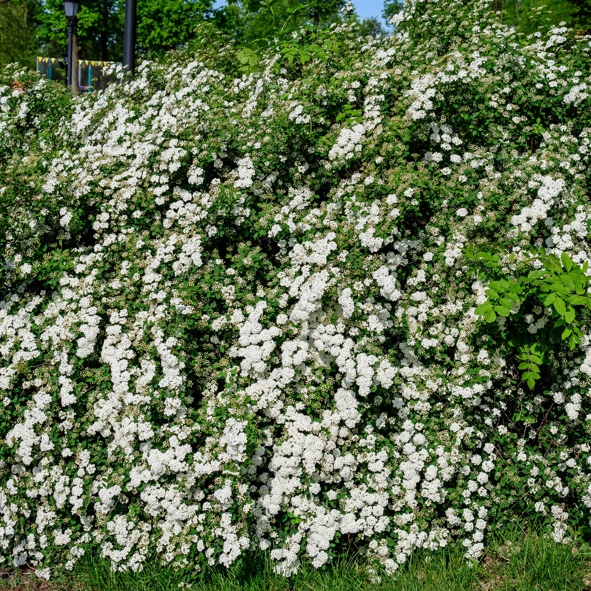 Spirée Japonaise Snowmound