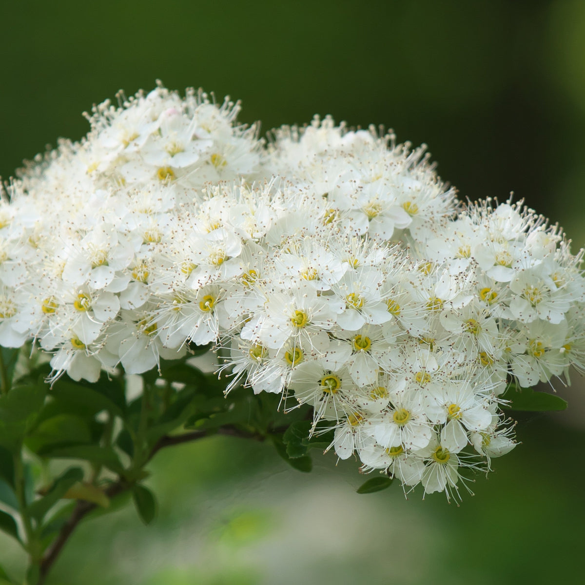 Spirée Japonaise Snowmound