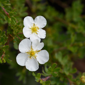 Potentille Abbotswood