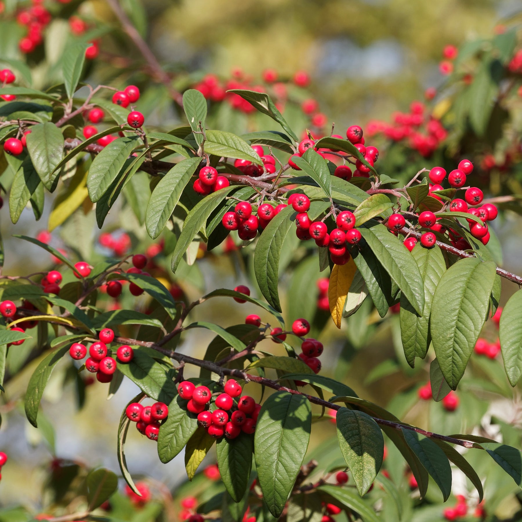 Cotoneaster Lacteus - Cotoneaster lacteus - Willemse