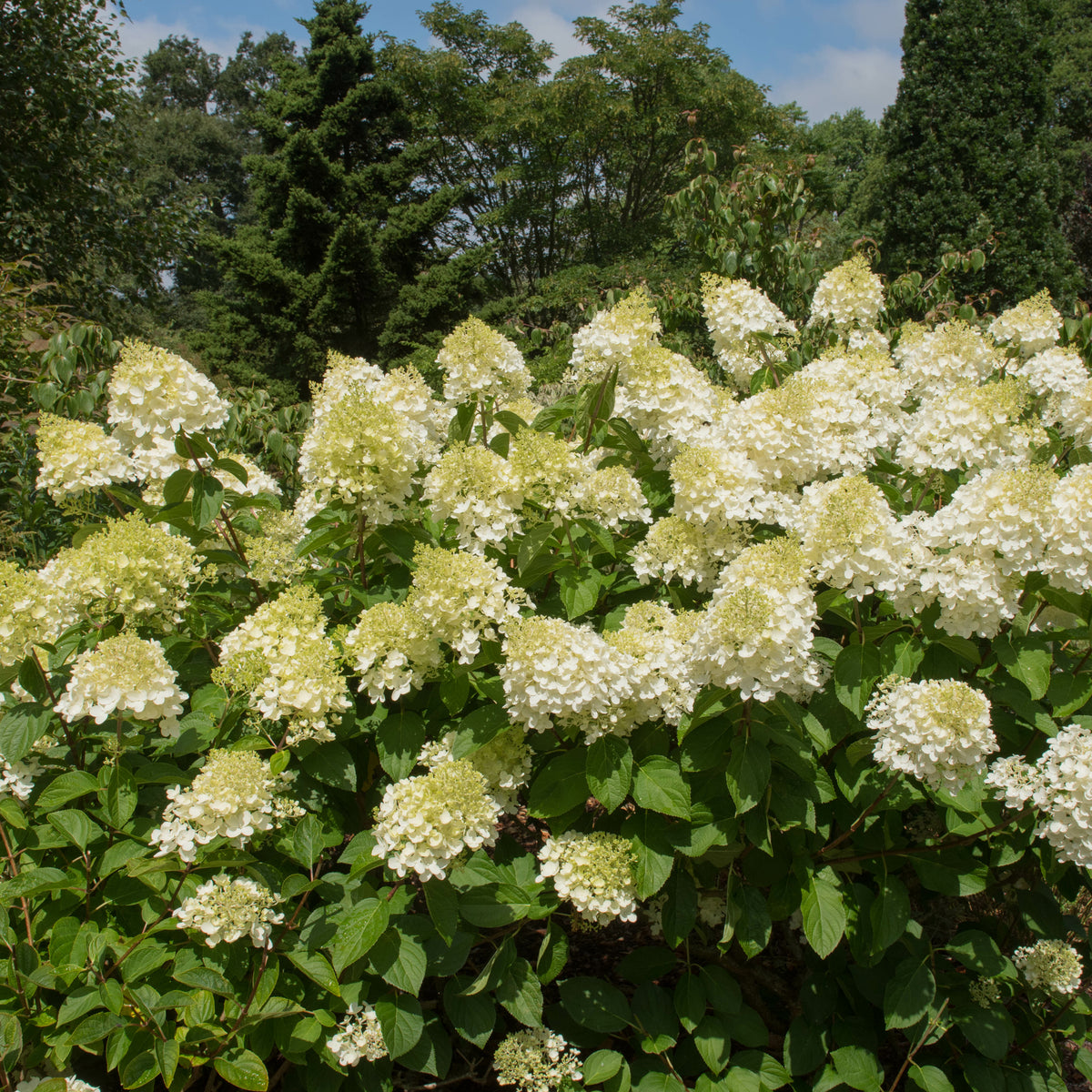 Hortensia paniculé Silver Dollar - Willemse