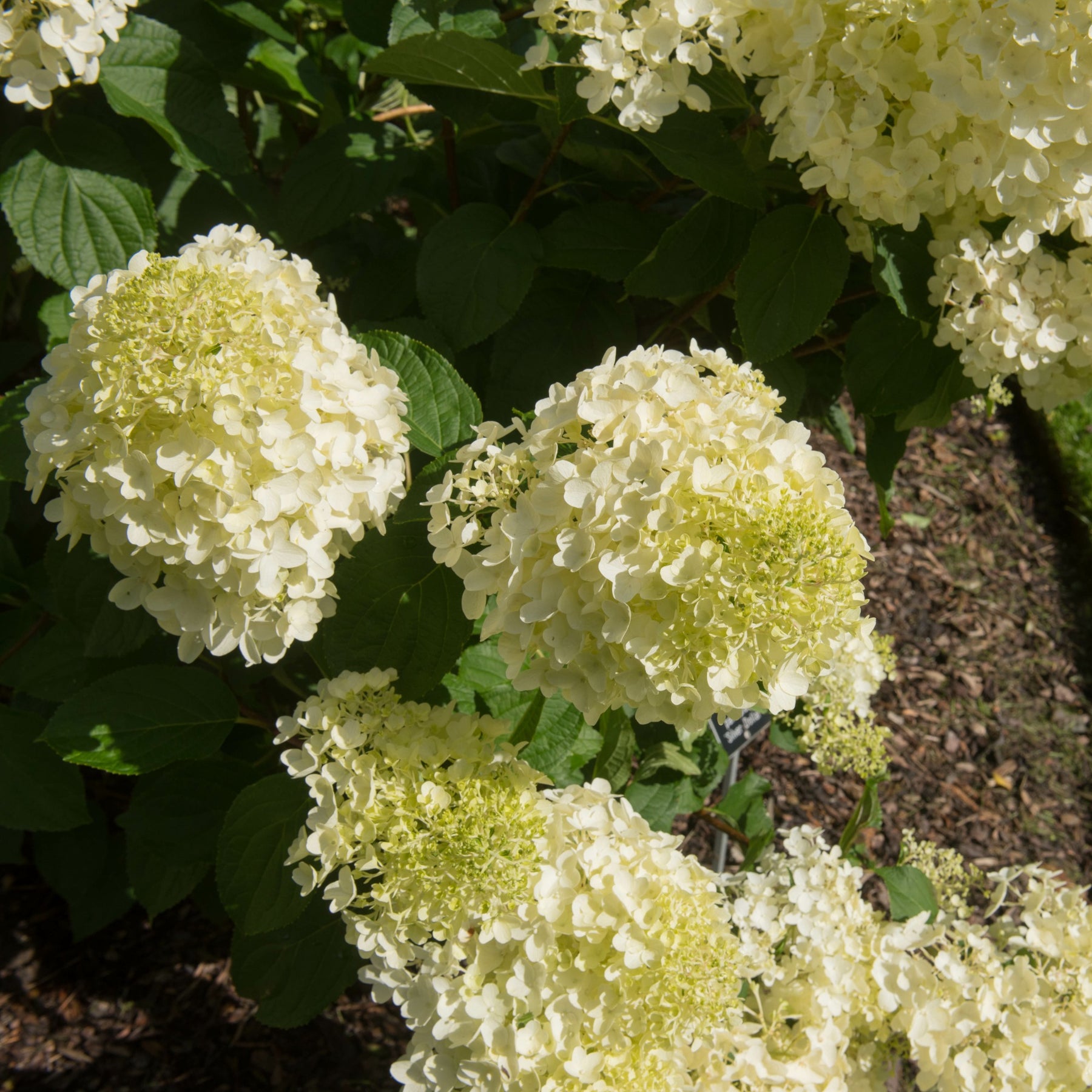 Hortensia paniculé Silver Dollar