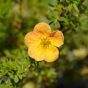 Potentille Bella Sol® - Potentilla fruticosa Bella Sol® - Willemse