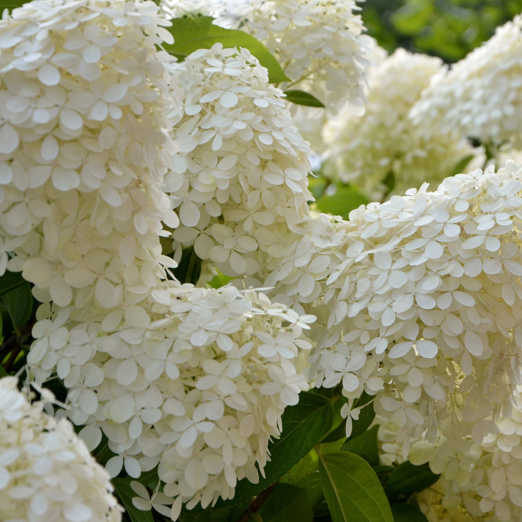 Hortensia paniculé Séléction - Willemse