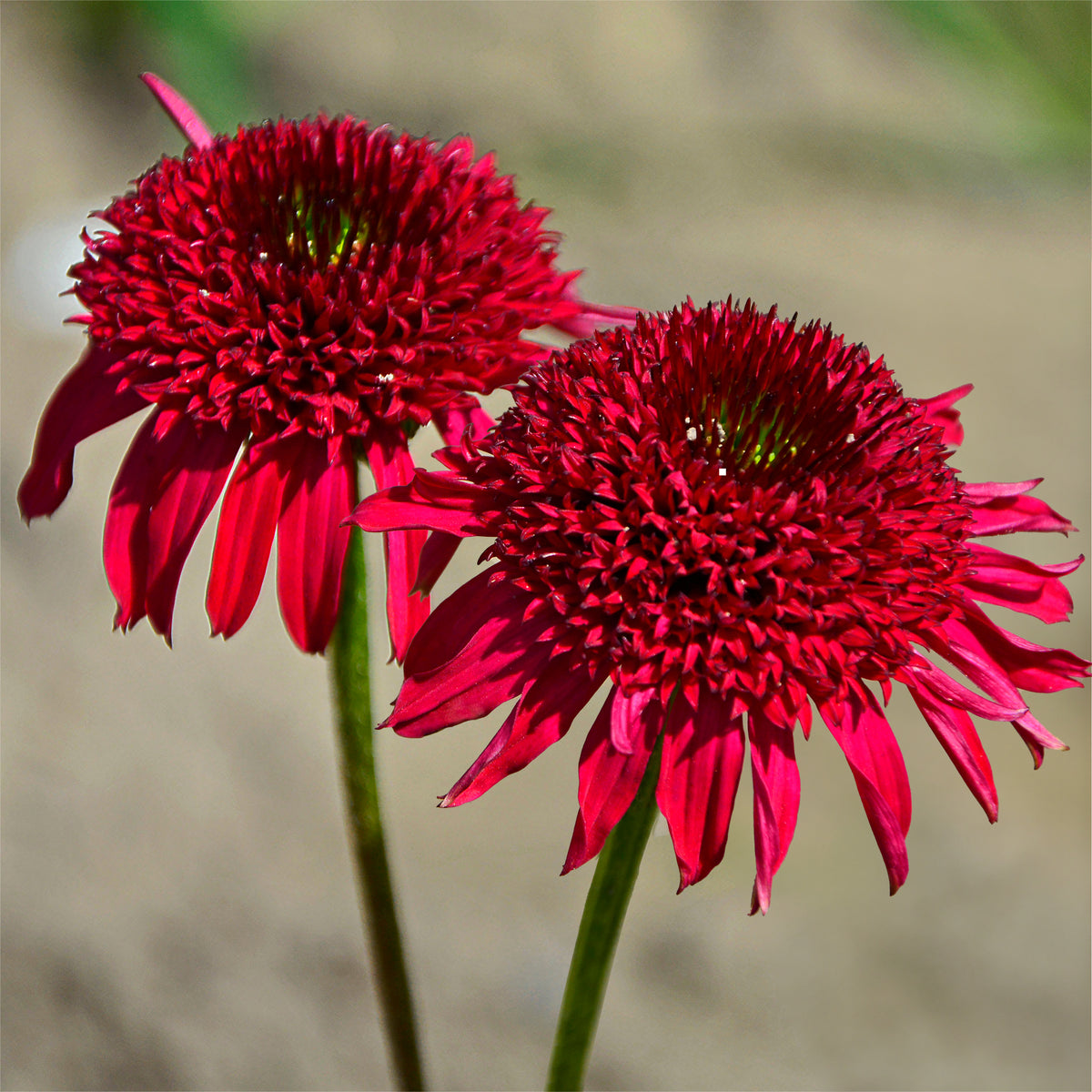 Rudbeckia pourpre Eccentric - Echinacea - Echinacea purpurea Eccentric - Willemse