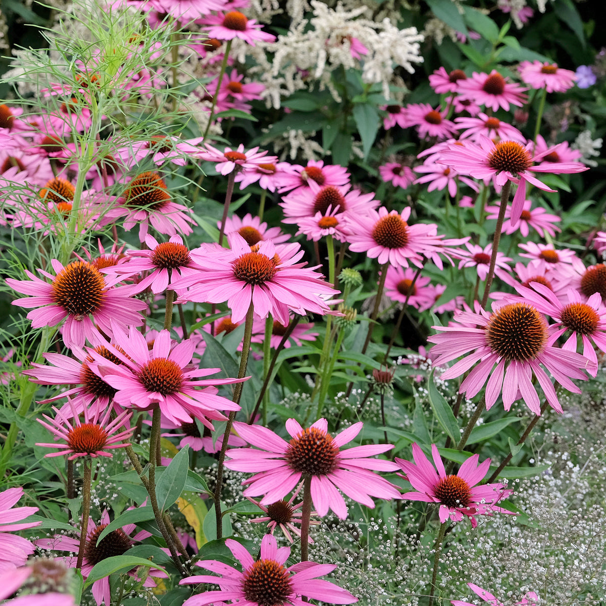 Rudbeckia pourpre Rubinstern - Echinacea - Willemse