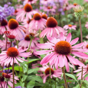 Rudbeckia - Rudbeckia pourpre Rubinstern - Echinacea - Echinacea purpurea Rubinstern