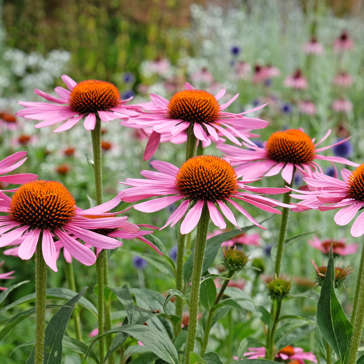 Rudbeckia pourpre Rubinstern - Echinacea - Echinacea purpurea Rubinstern - Willemse