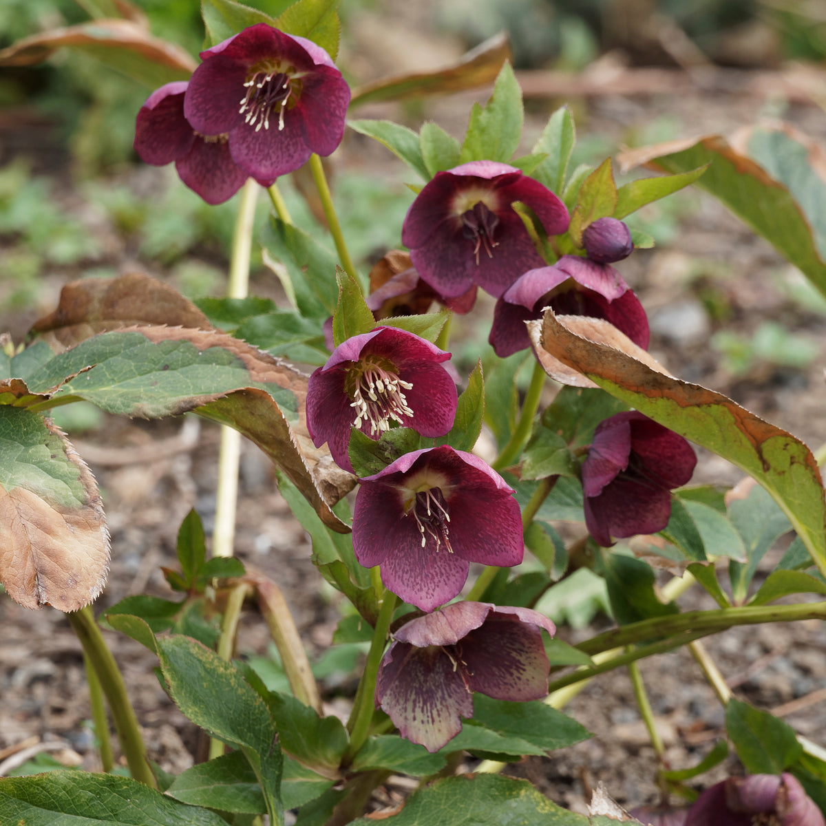 Hellébore d'Orient Red Hybrids - Helleborus orientalis red hybrids - Willemse