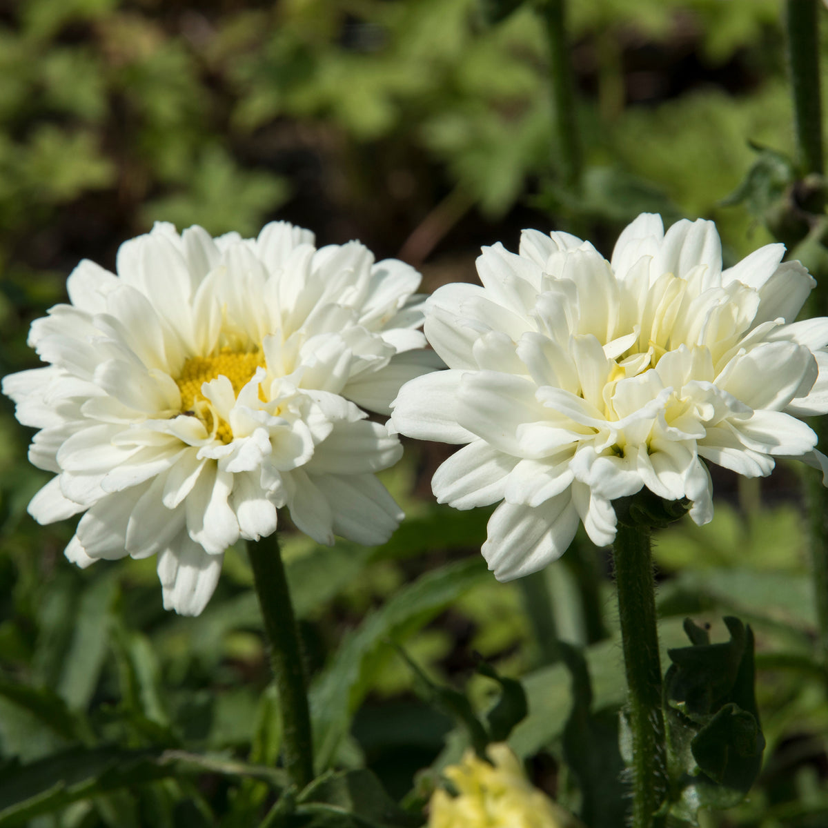 Marguerite d'été Victorian Secret ® - Willemse