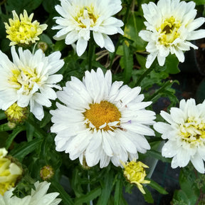 Leucanthemum superbum victorian secret ® - Marguerite d'été Victorian Secret ® - Marguerite