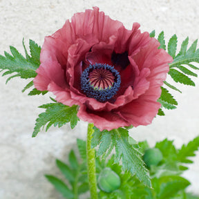 Pavot d'Orient Pattys Plum - Papaver orientale Patty's Plum - Willemse