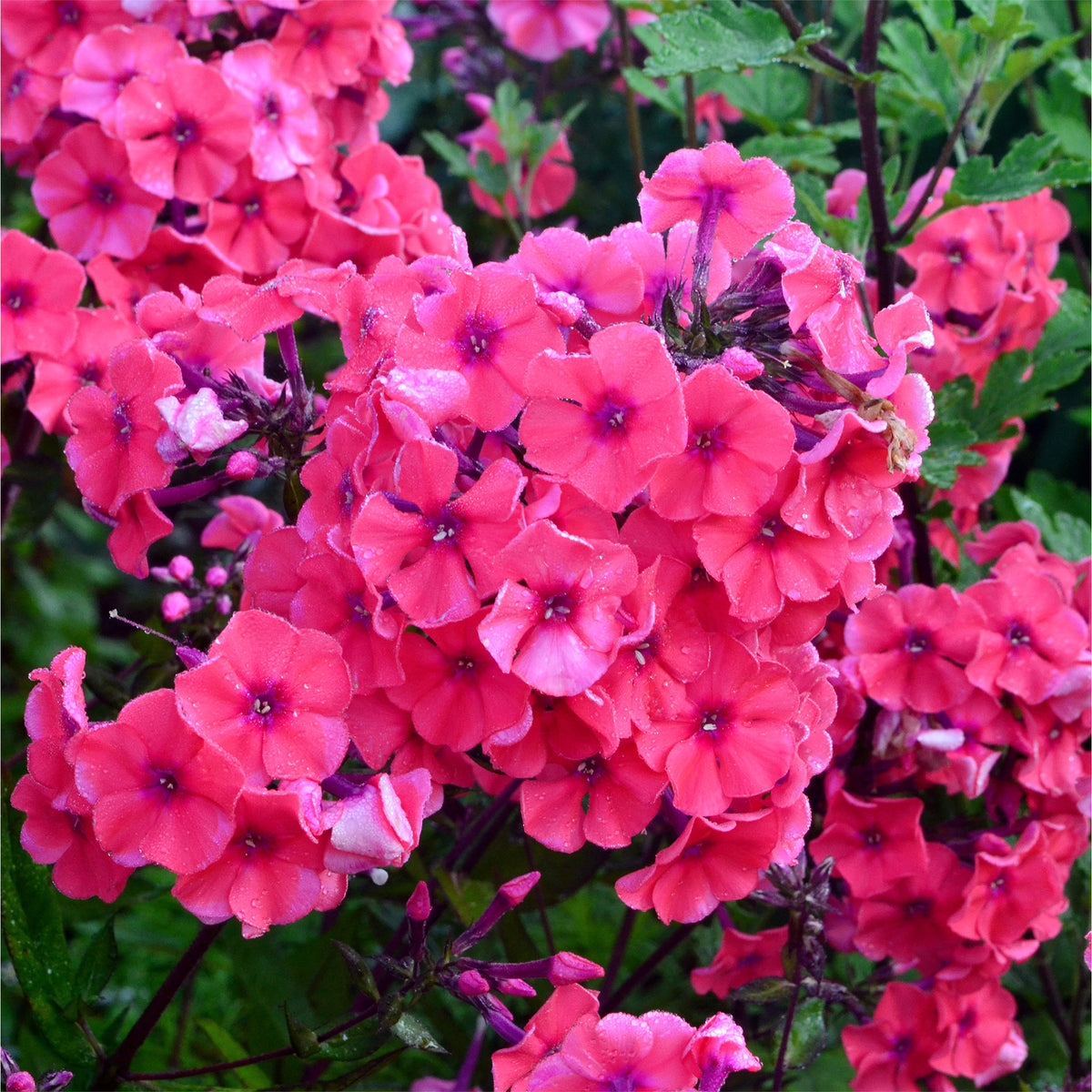 3 Phlox paniculé Starfire