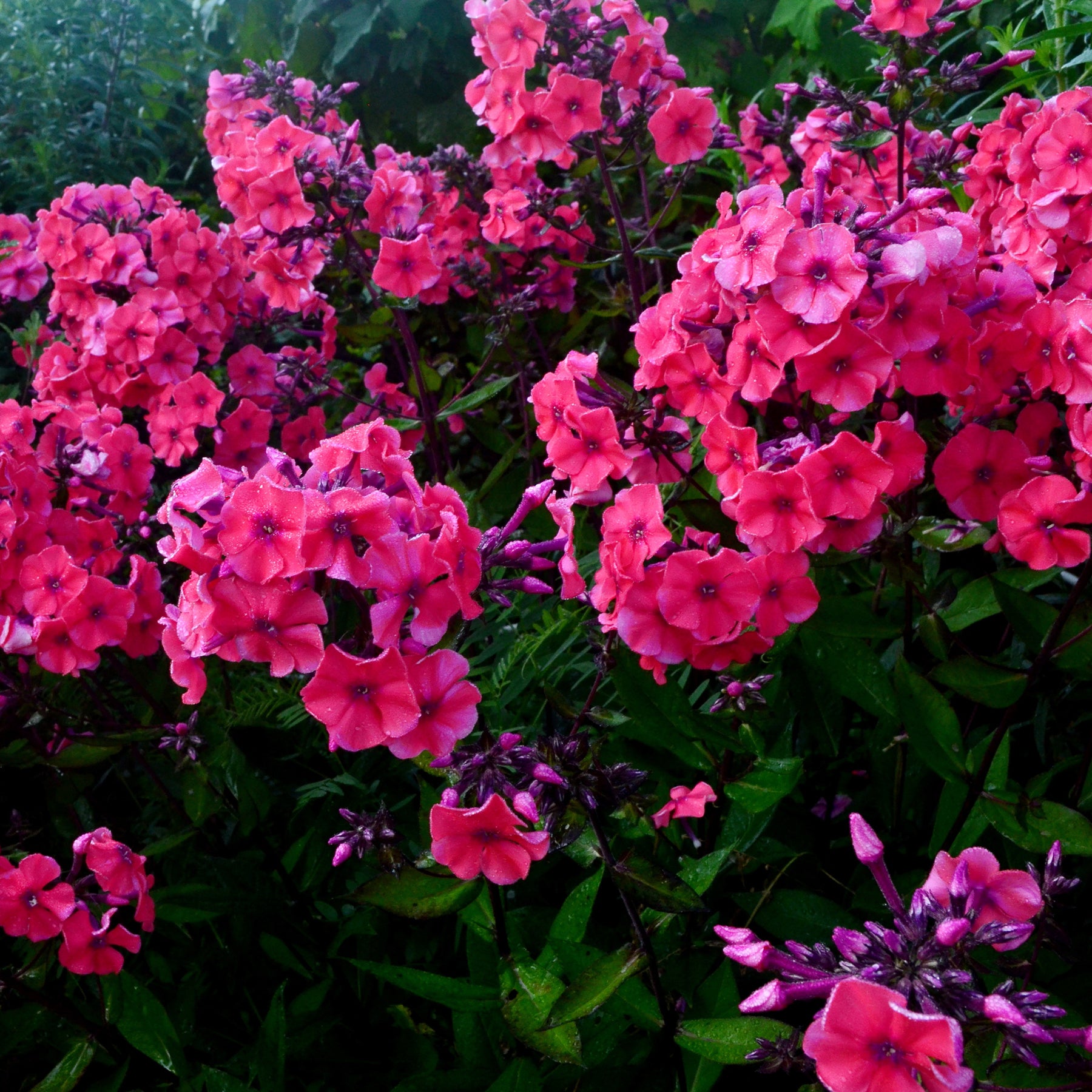 Phlox paniculata Starfire - 3 Phlox paniculé Starfire - Phlox