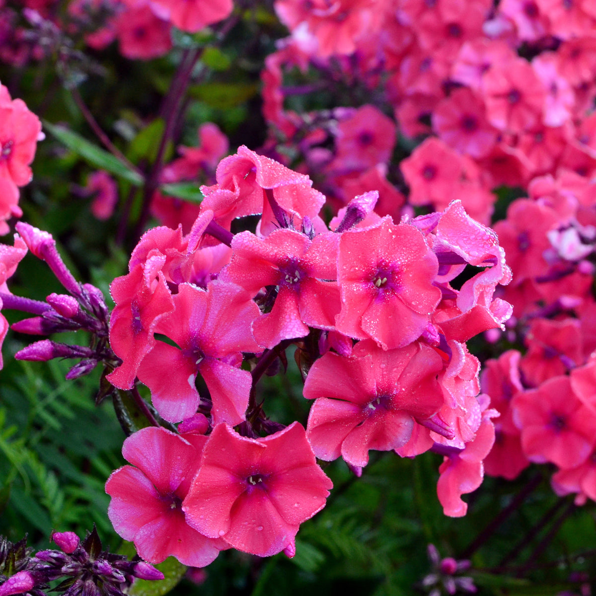 3 Phlox paniculé Starfire - Phlox paniculata Starfire - Willemse