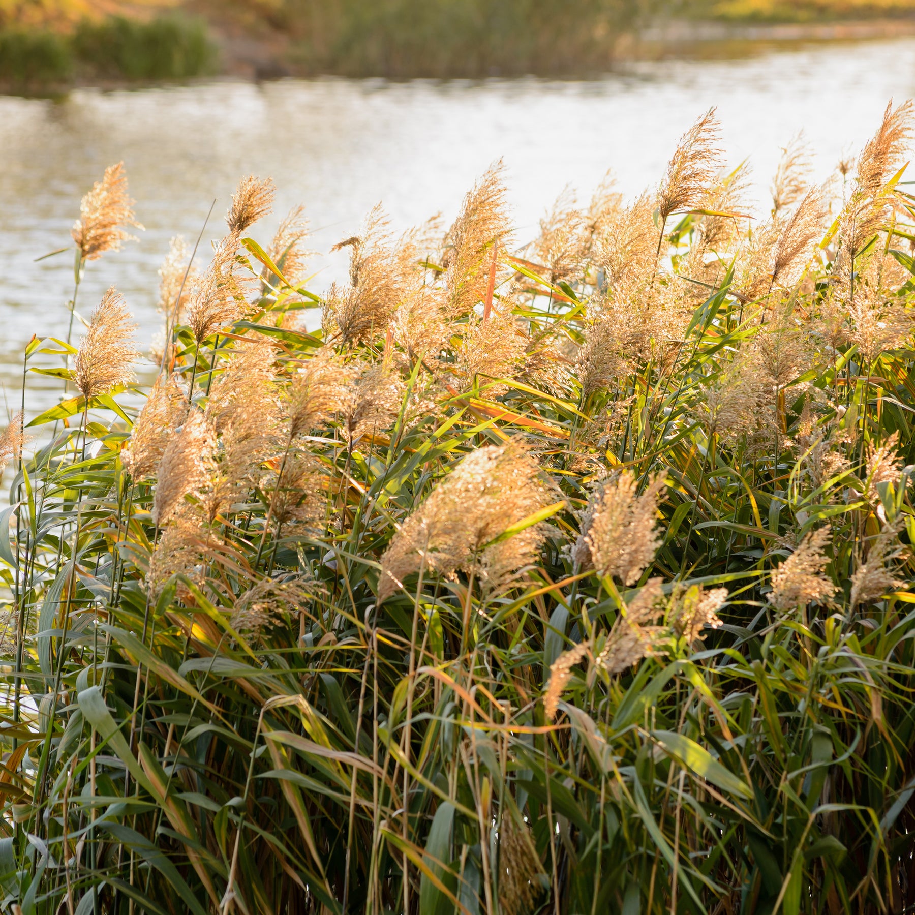 Plantes de berges - Roseau commun - Phragmites australis