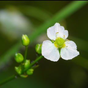 Plantain d'eau - Alisma plantago-aquatica - Plantes de bassins