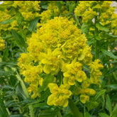 Euphorbe des marais - Euphorbia palustris - Plantes