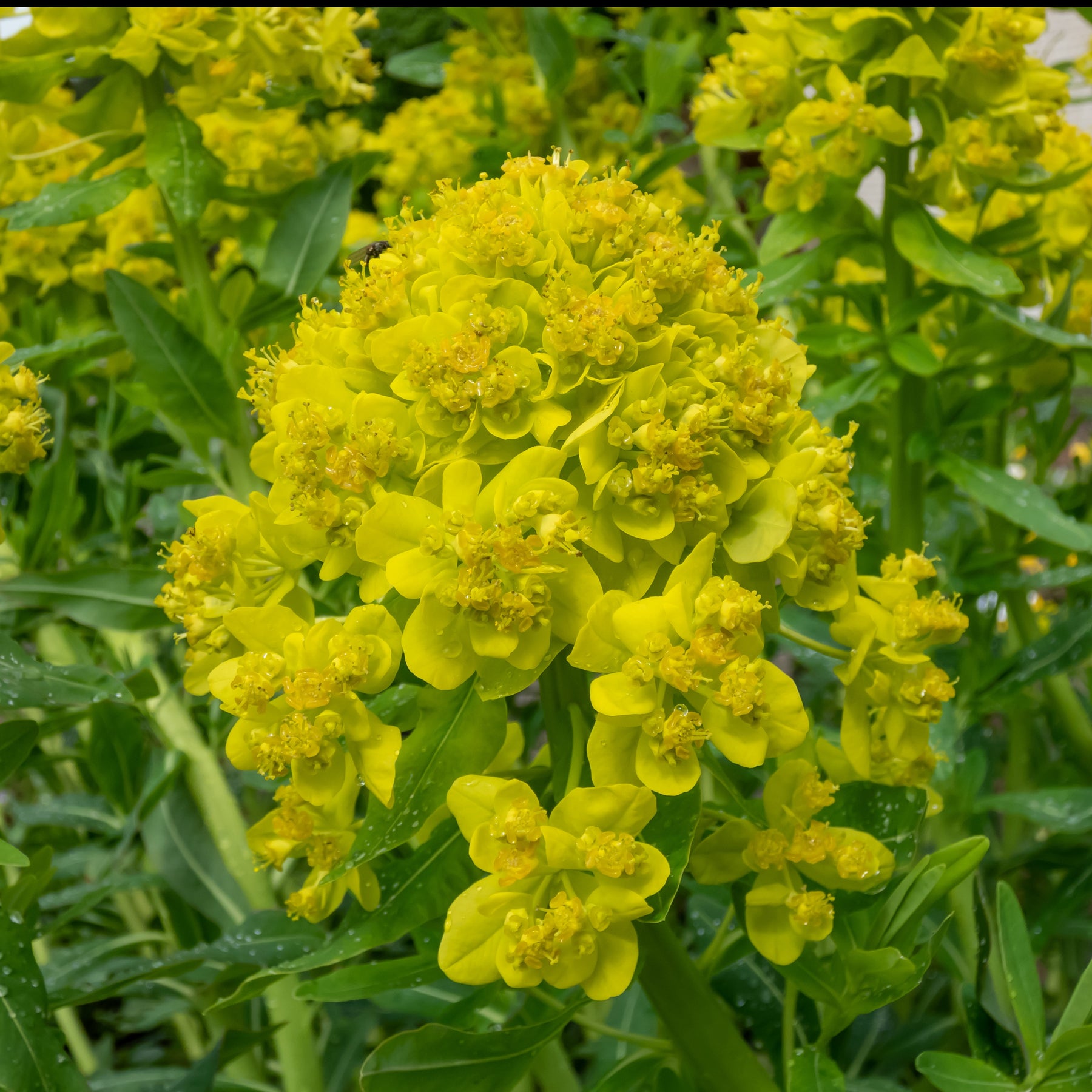 Euphorbe des marais - Euphorbia palustris - Plantes