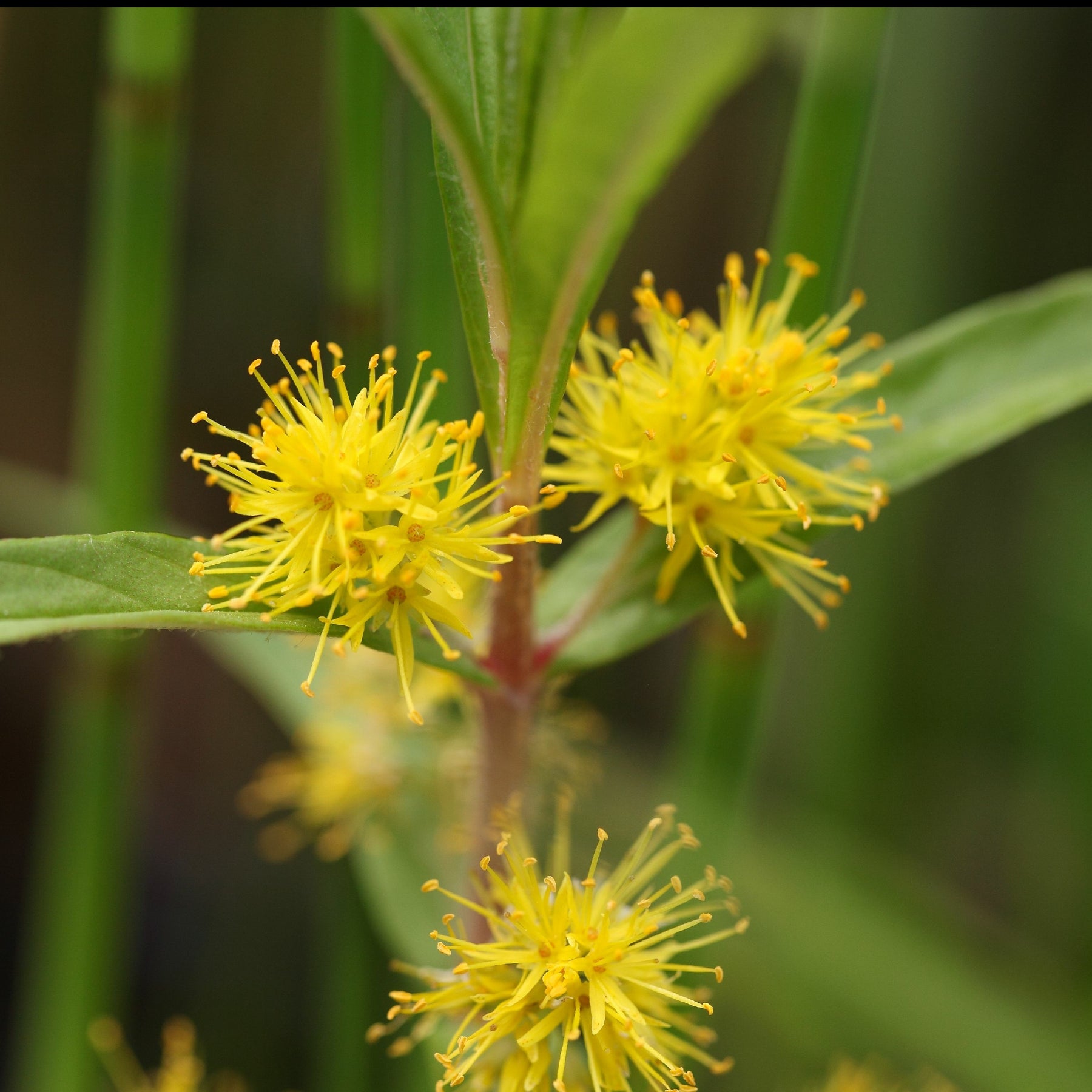 Lysimaque à fleurs en thyrse - Lysimachia thyrsiflora - Plantes vivaces