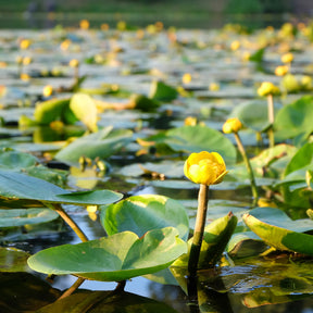 Nénuphar commun - Willemse