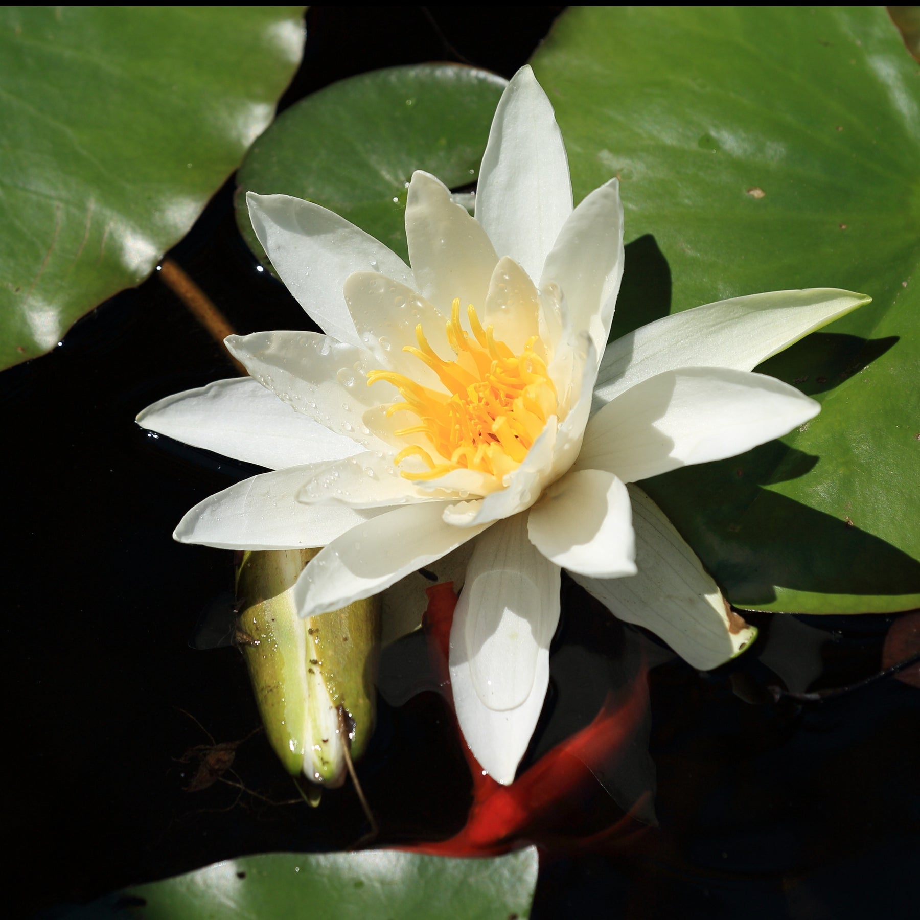 Nénuphar Gladstoniana - Nymphaea gladstoniana - Plantes