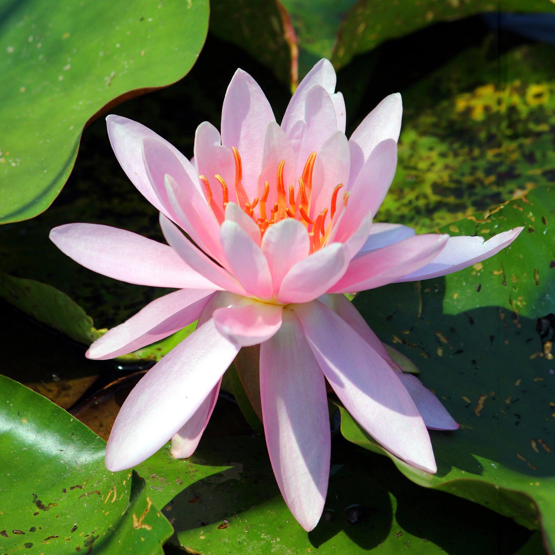 Nénuphar Laydekeri Lilacea - Willemse