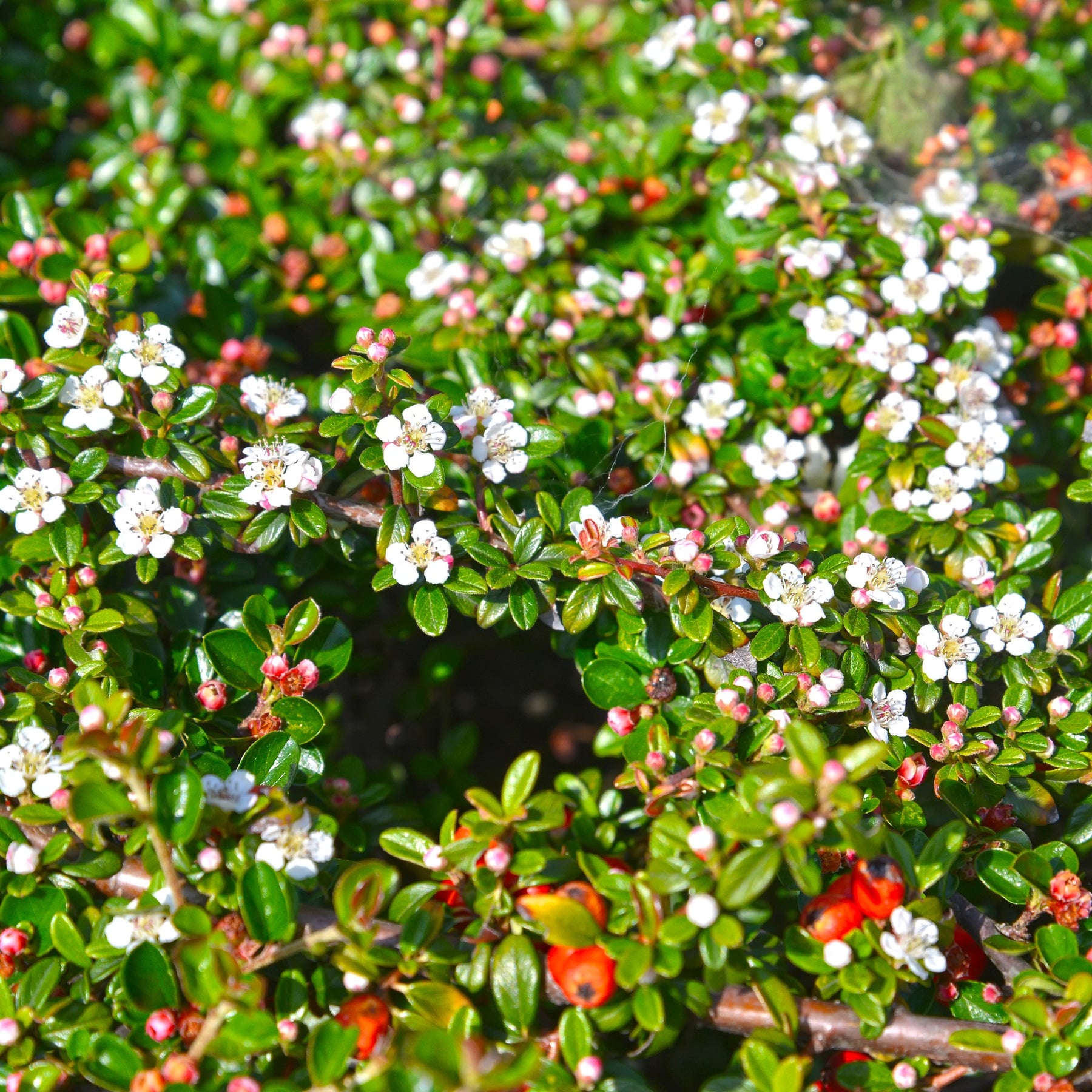 Cotoneaster dammeri - Cotoneaster de Dammer - Cotonéaster