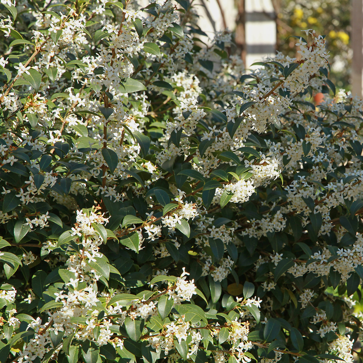 Osmanthe de Burkwood - Osmanthus burkwoodii - Willemse