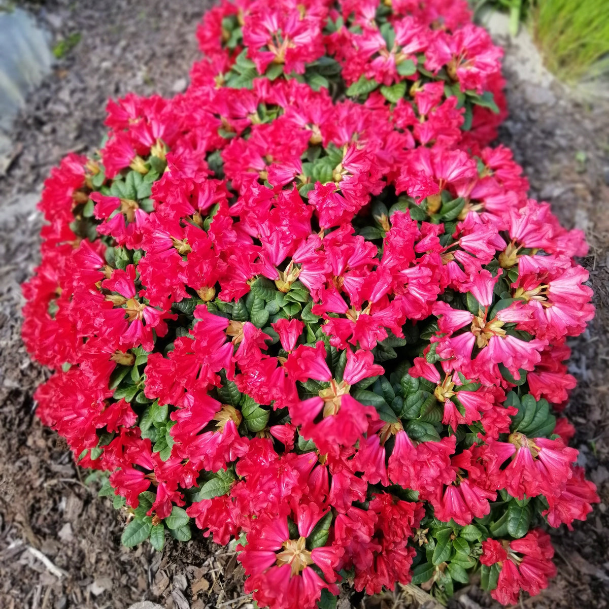 Rhododendron Scarlet Wonder - Rhododendron Scarlet Wonder - Willemse