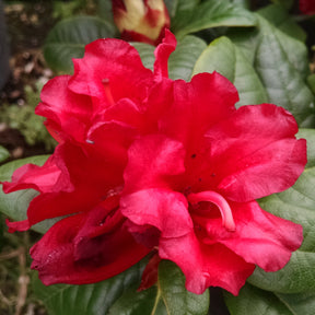 Rhododendrons - Rhododendron Scarlet Wonder - Rhododendron Scarlet Wonder