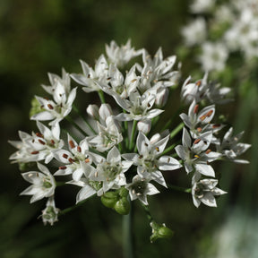 Ciboule de Chine  - Ciboulette Ail Bio - Allium tuberosum - Willemse